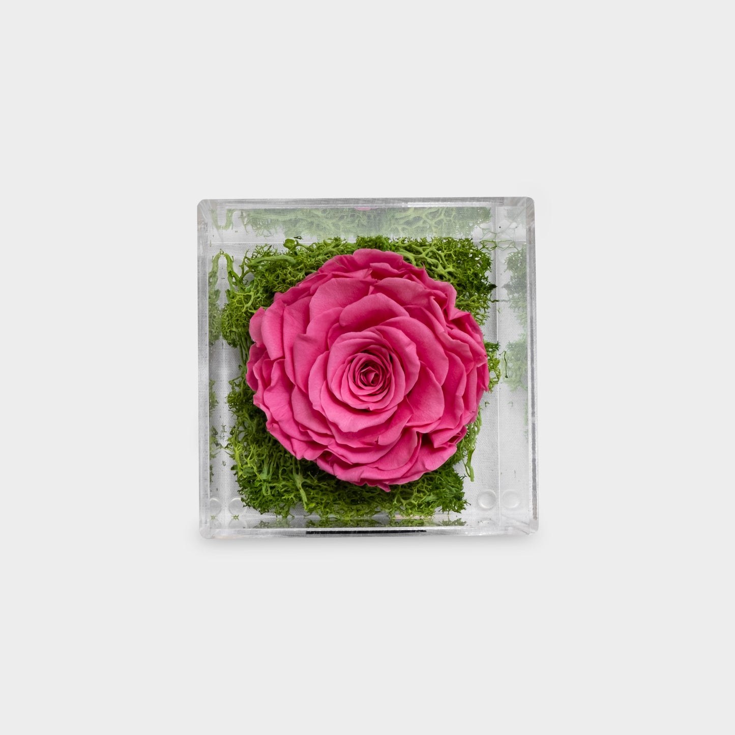 Miss Rose