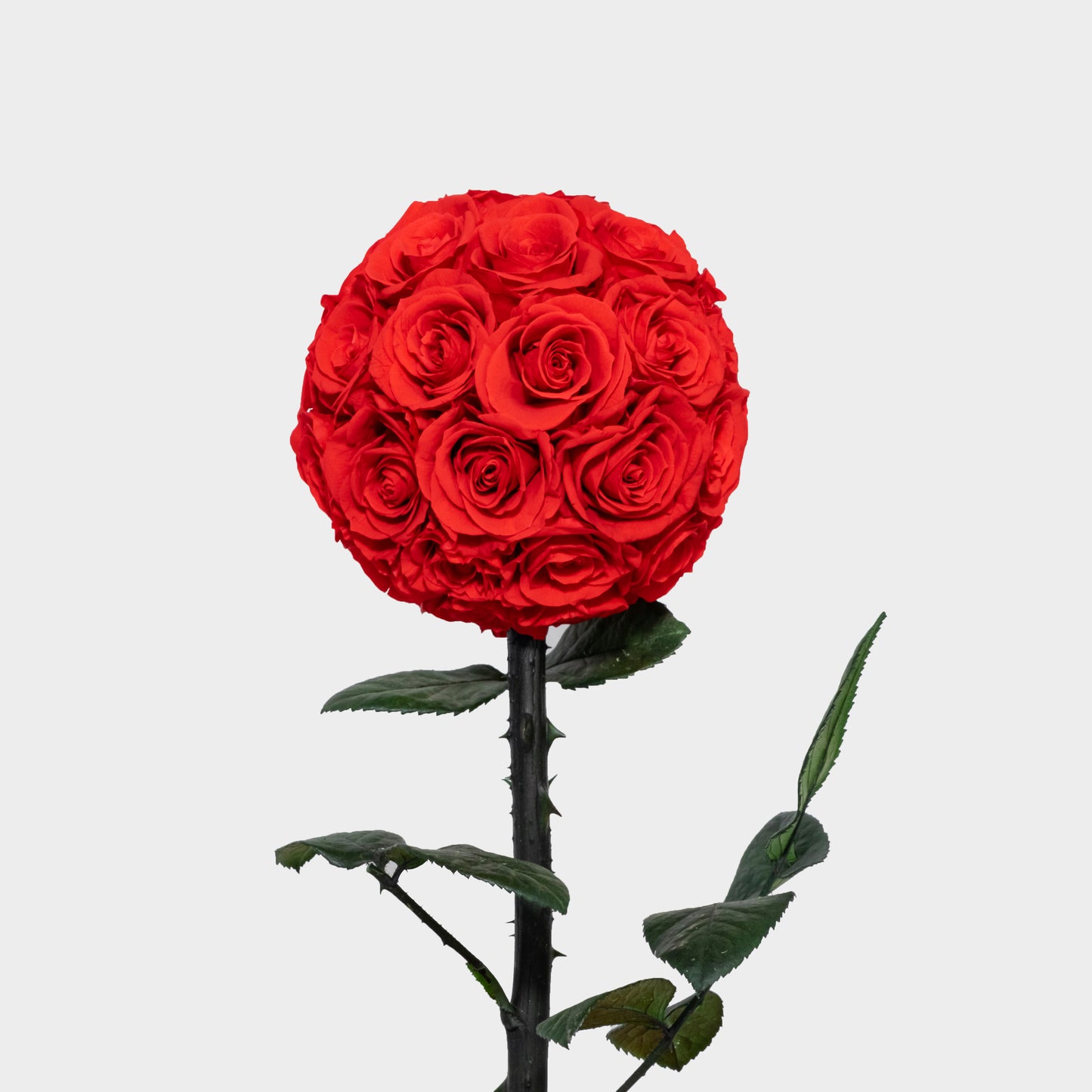 اربر دمور