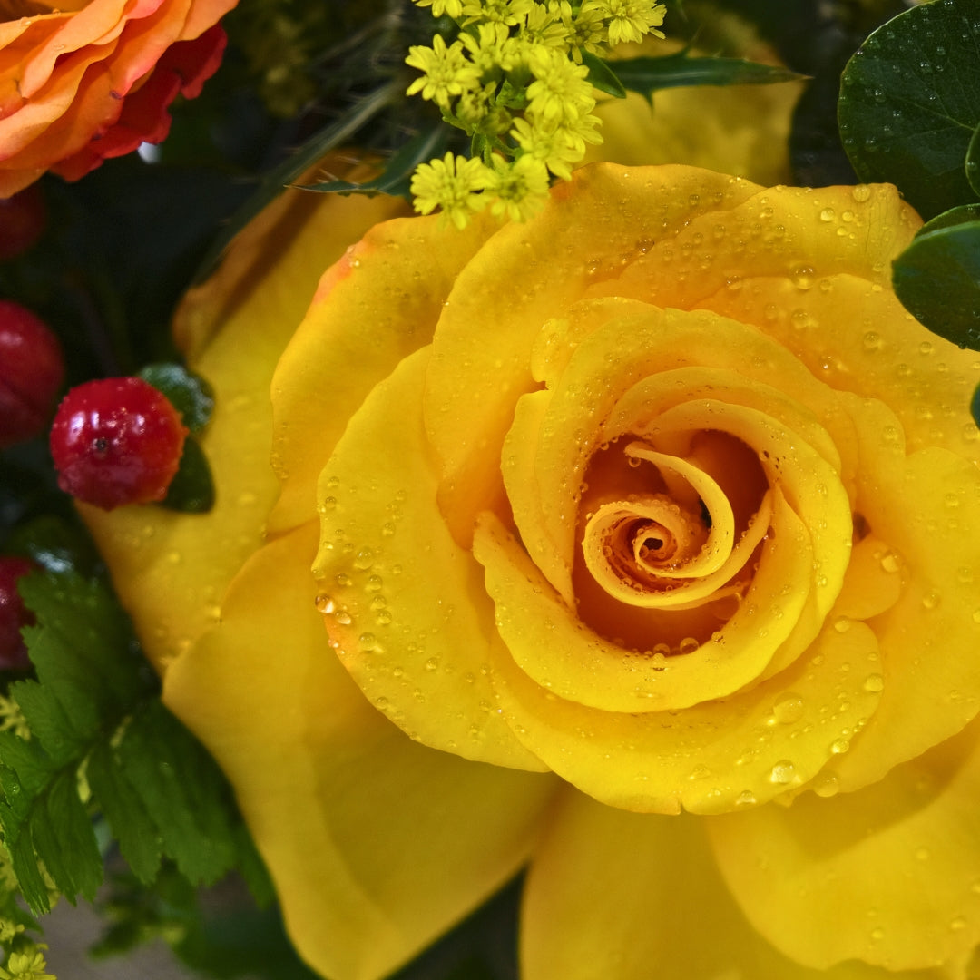 A Burst of Sunshine