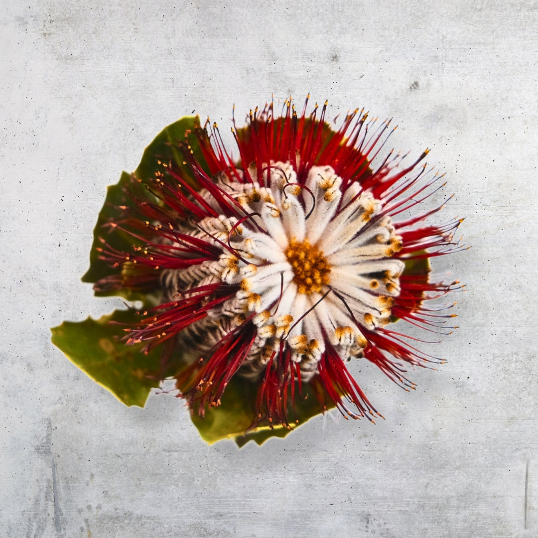 Close-up image of a Banksia coccinea flower with a conical shape, showcasing vibrant red and white spiky inflorescences and surrounded by deep green leaves, set against a subtle grey textured background.