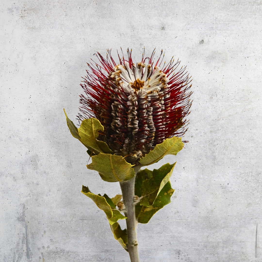 Close-up image of a Banksia coccinea flower with a conical shape, showcasing vibrant red and white spiky inflorescences and surrounded by deep green leaves, set against a subtle grey textured background.