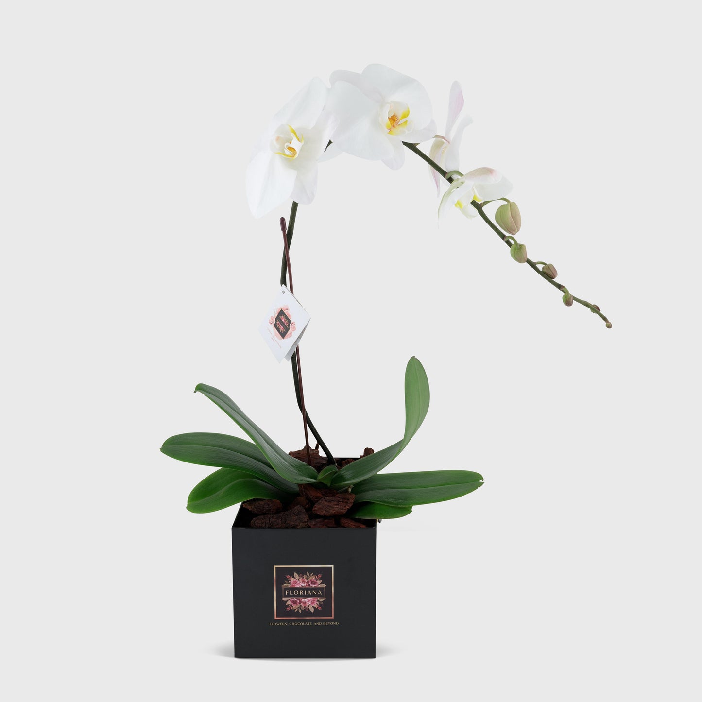 Orchid Bloom