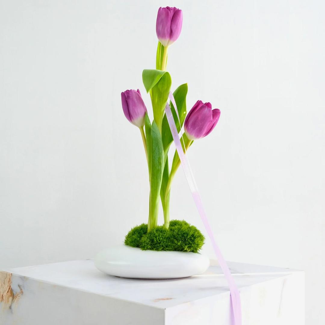 Purple Tulip in white vase