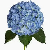 Hydrangea Blue Regular