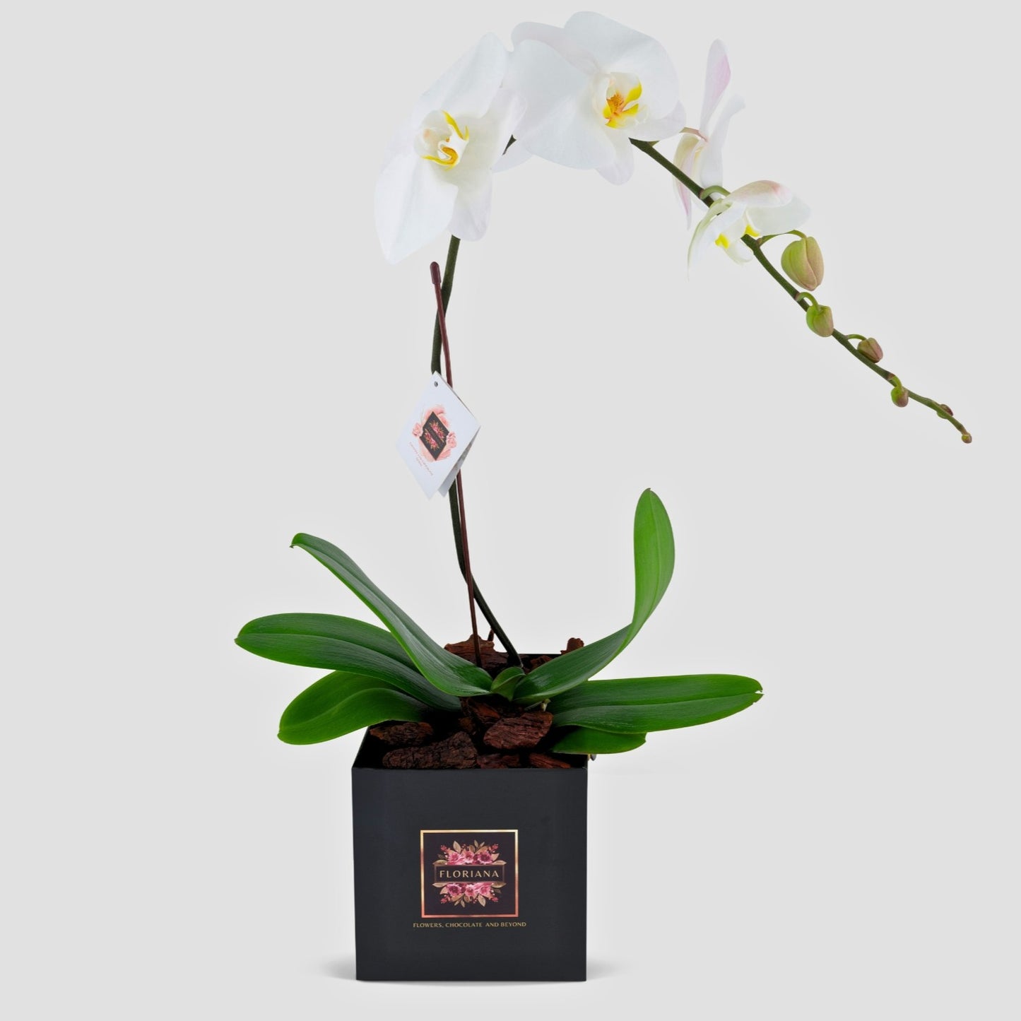 Orchid Bloom