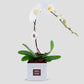 Orchid Bloom