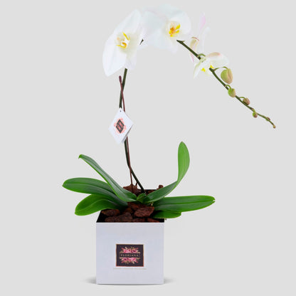 Orchid Bloom